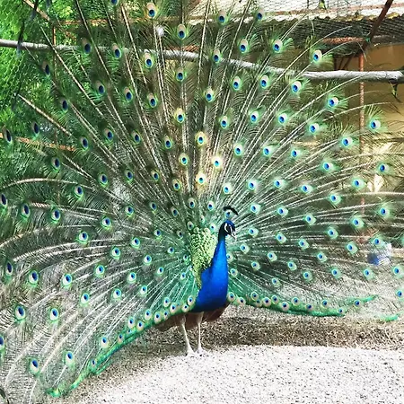 Zlaty Pav * Moldava nad Bodvou